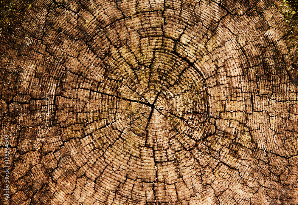 Fototapeta premium old tree stump texture background