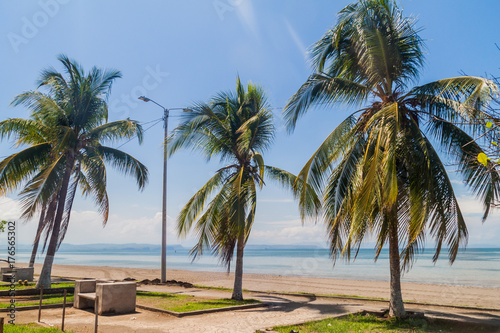 Seaside palms in Puntarenas, Costa Rica