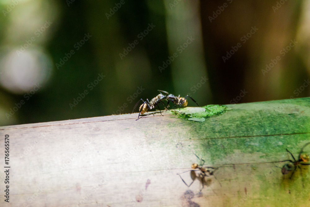 Ants in National Park Manuel Antonio, Costa Rica Ants in National Park Manuel Antonio, Costa Rica