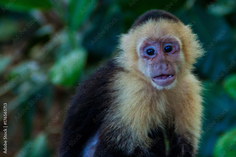White-headed capuchin monkey (Cebus capucinus) in National Park Manuel Antonio, Costa Rica White-headed capuchin monkey (Cebus capucinus) in National Park Manuel Antonio, Costa Rica