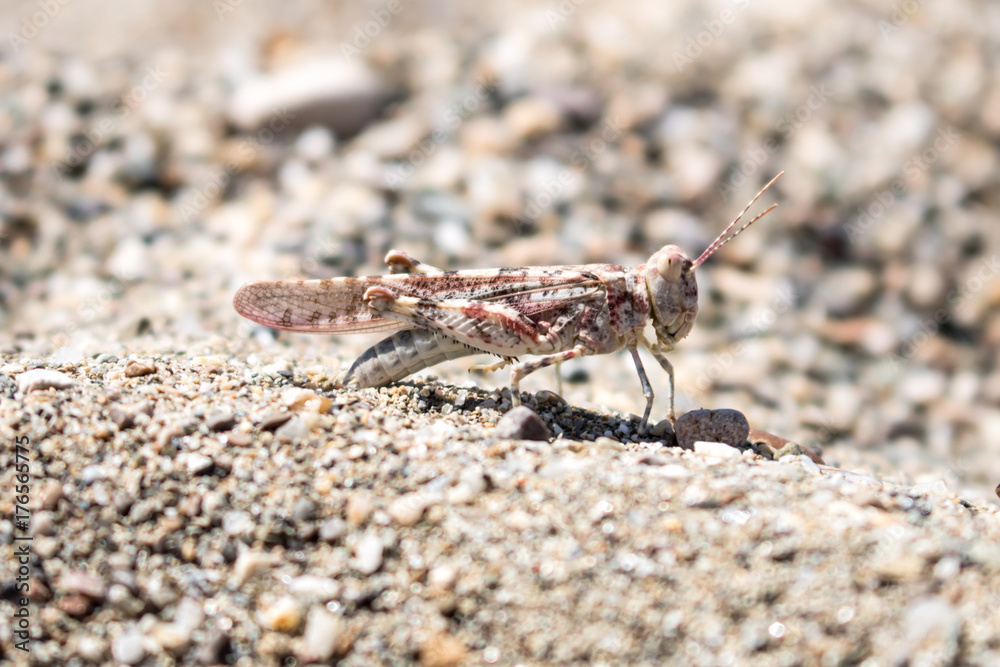 Fototapeta premium grasshopper