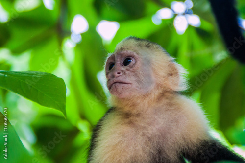 White-headed capuchin monkey  Cebus capucinus  in National Park Manuel Antonio  Costa Rica