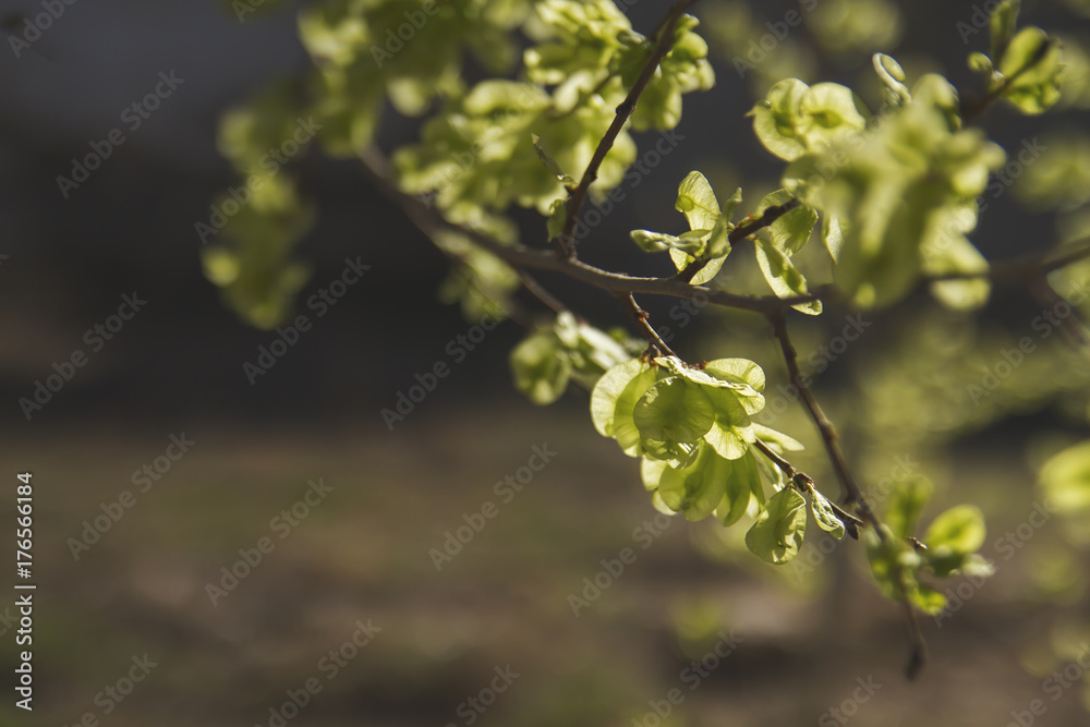 blooming false acacia tree foliage in springtime blooming false acacia tree foliage in springtime