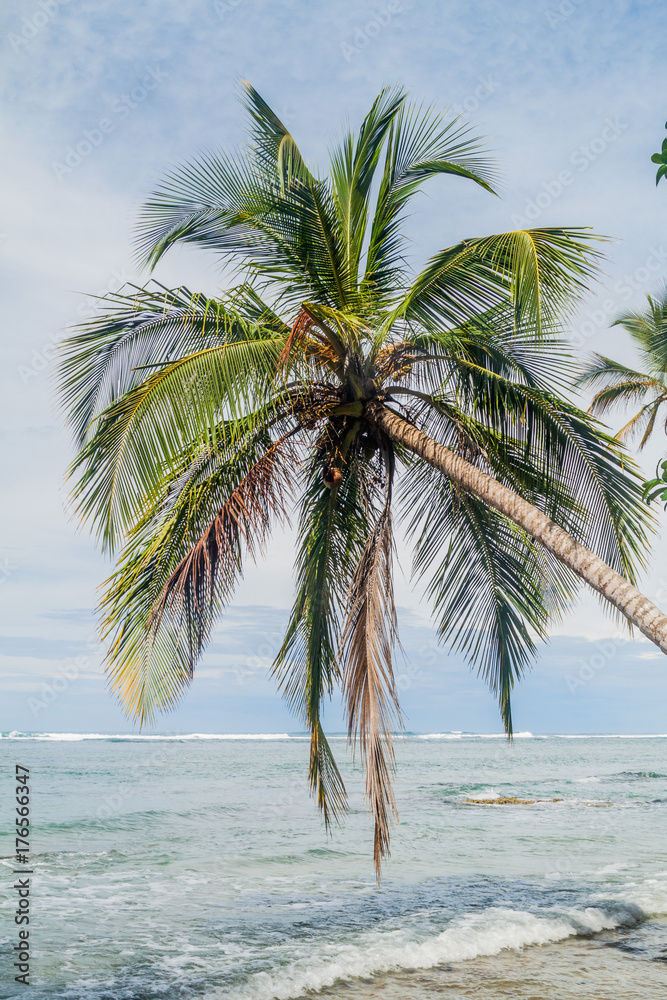 Palm and the sea in Cahuita National Park, Costa Rica