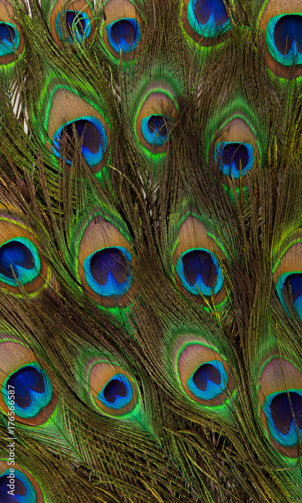 Obraz premium colorful peacock feathers isolated on white background