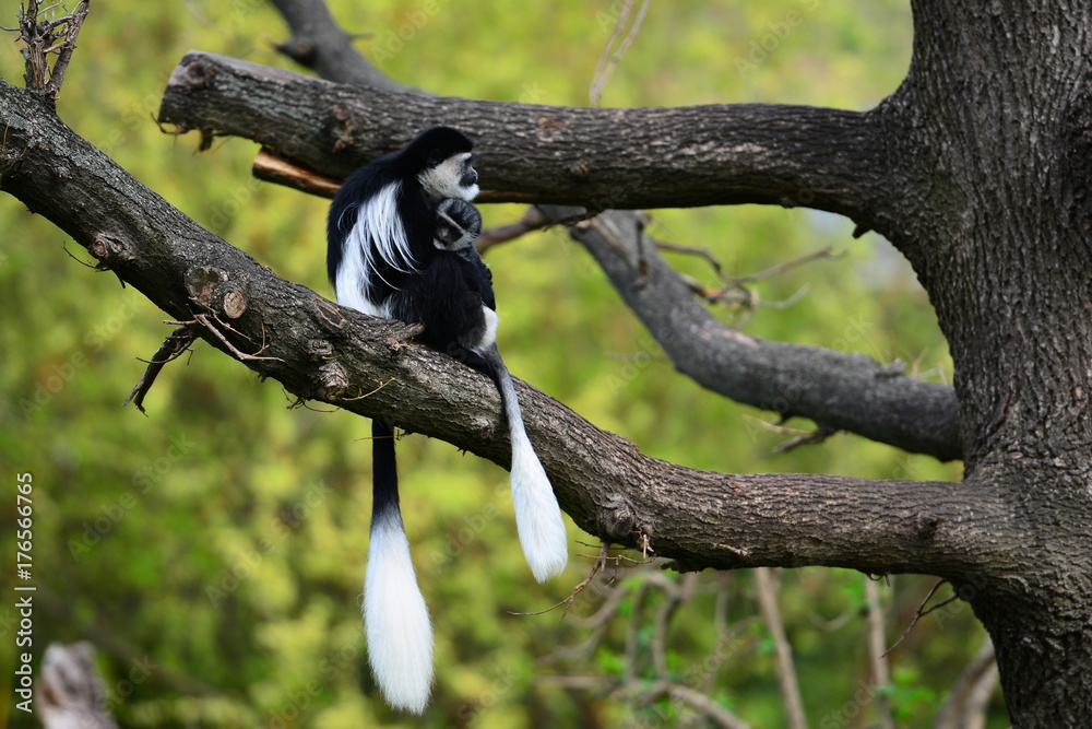 Obraz premium Capuchin with baby