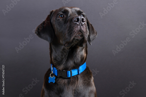 Obraz na plátně Shiny young black labrador wearing blue collar, looking away on black background