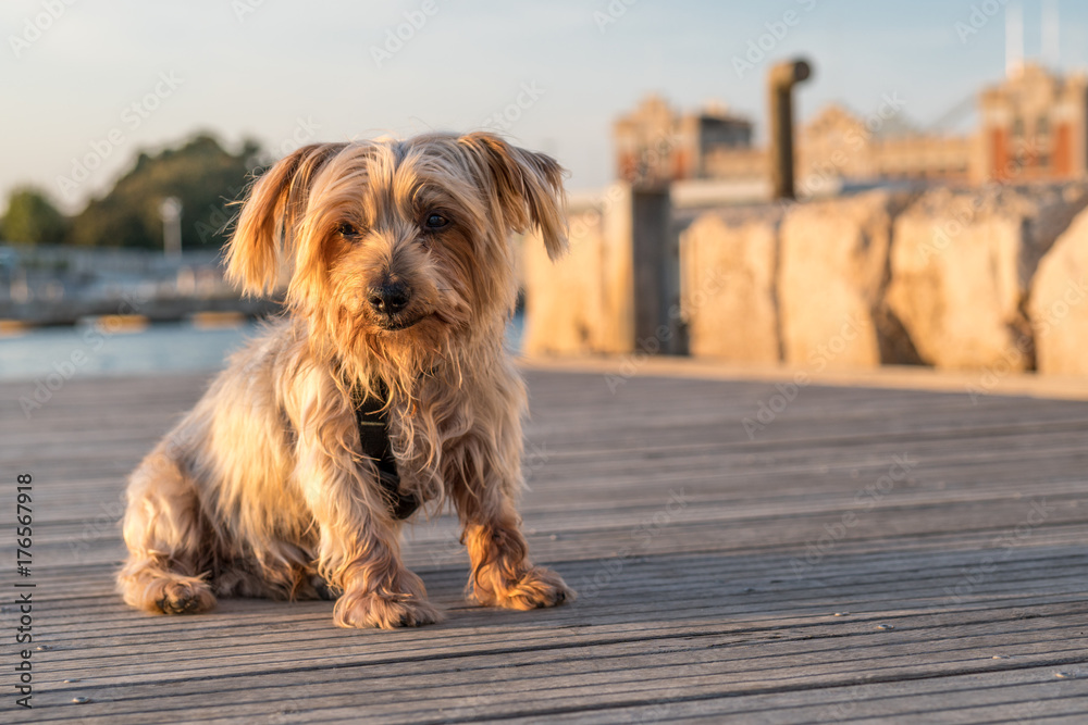 Expressive dog seated. doggie with curiosity expression doggie tilting his head and raising his ears. Yorkshire Terrier brown dog warm in the sun. Blurry background of a harbor and the sea