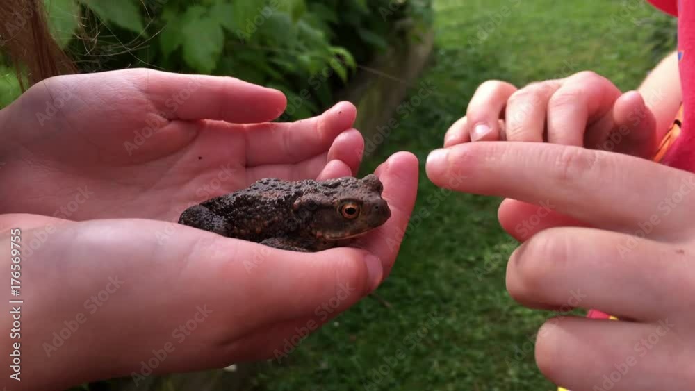 Children holding and poking a frog they found in the back yard Children holding and poking a frog they found in the back yard