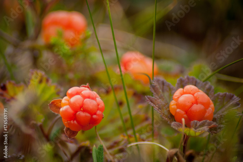 Cloudberries, wild fruit from the arctic region