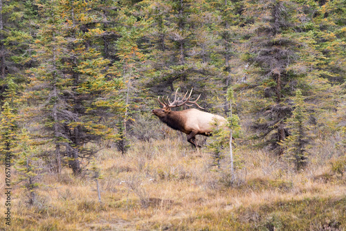 A Big bull elk Bugling in the beautiful fall Foilage