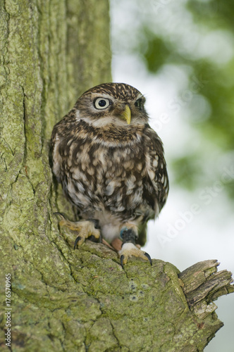 LIttle owl (athena noctua) sitting on branch on tree © Derek