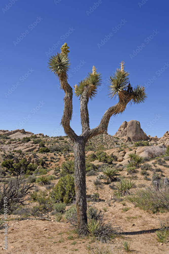 Solitary Joshua Tree in the Desert Solitary Joshua Tree in the Desert