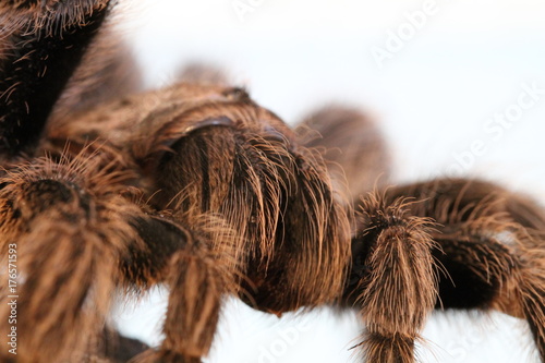 grammostola rosea