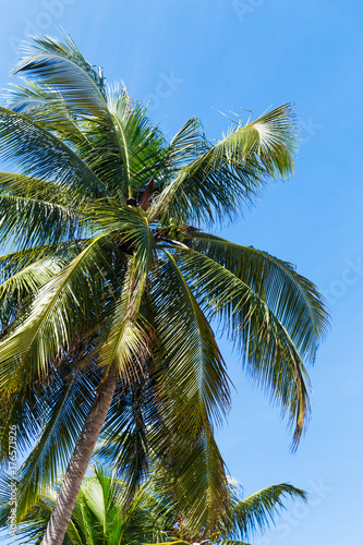 Wallpaper Mural Tropic palm leaves in front of the blue sky Torontodigital.ca