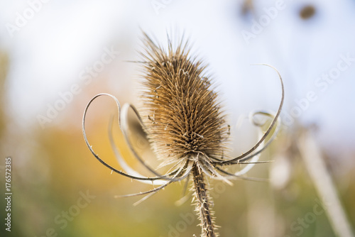 Foto Beautiful burr with curly tendrils surrounding