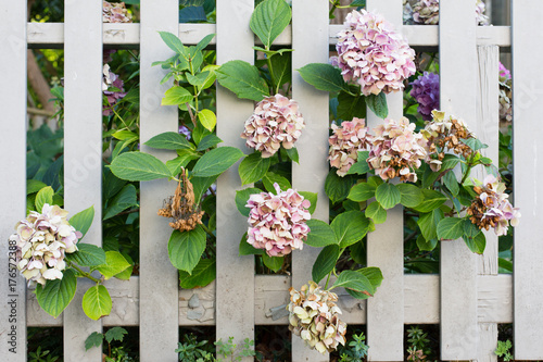 hydrangea flowers peeking through wooden picket fence