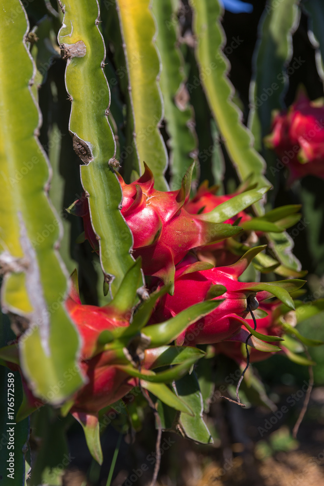 Obraz premium Dragon fruit or Pitaya Pitahaya plantation in Thailand Hylocercus undatus