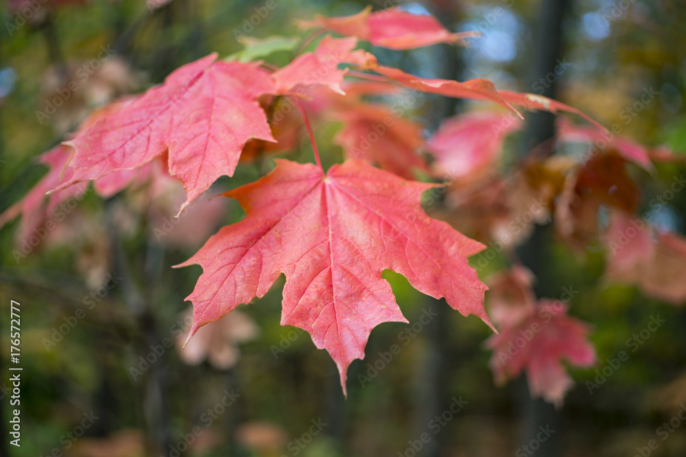 Branch of red orange maple leaves hanging in fall Branch of red orange maple leaves hanging in fall