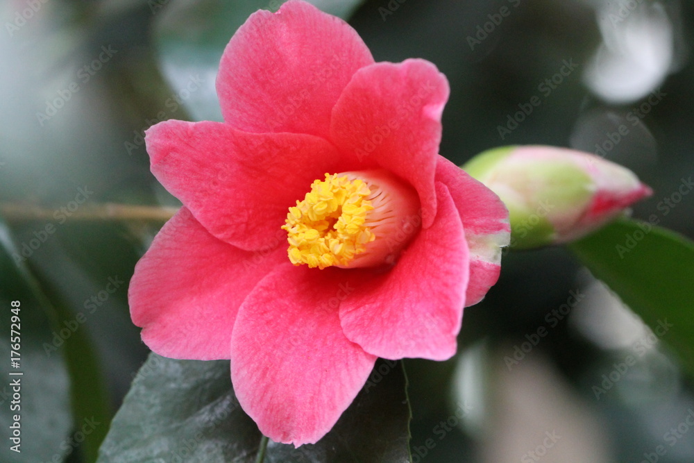 Obraz premium tropical flower