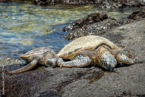 Two Sea Turtles Resting on a Rock