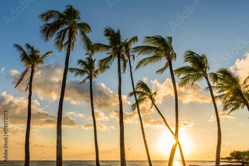 Palm Trees at Sunset in Hawaii