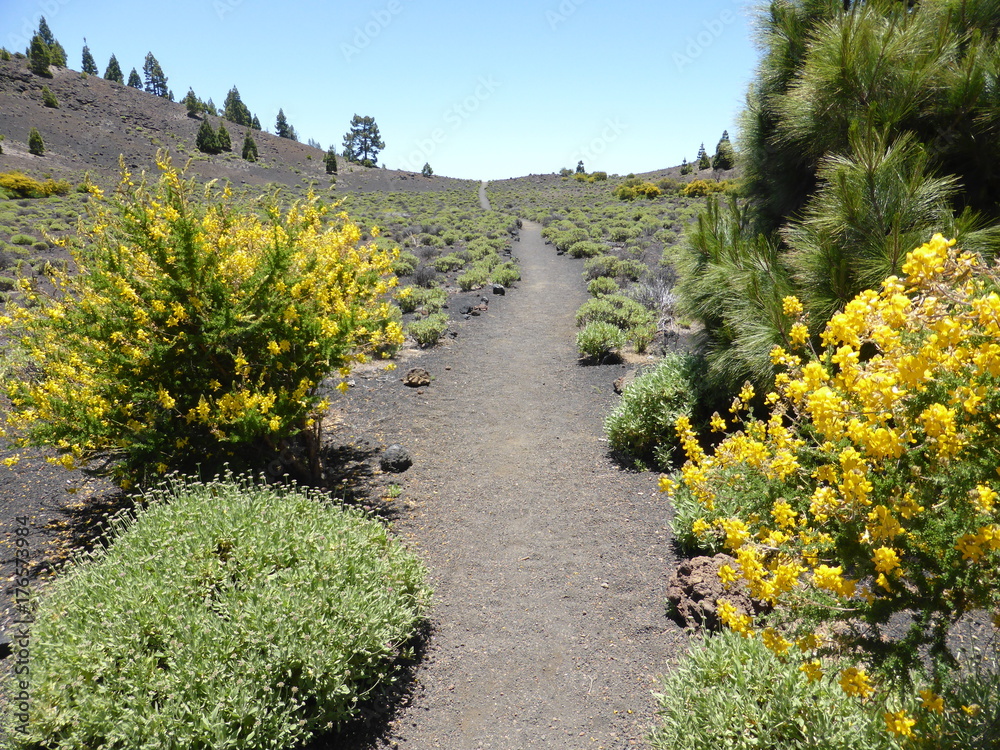 Fantastic hiking trail through a volcanic landscape with flowers on the edge of the Canary Island of La Palma