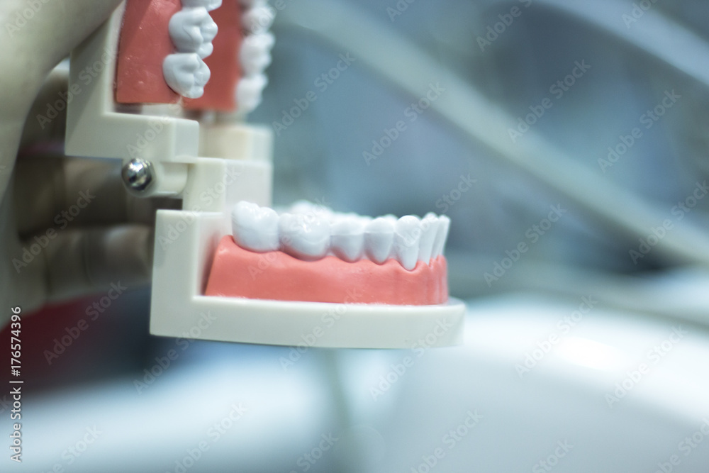 Dental teeth mouth model