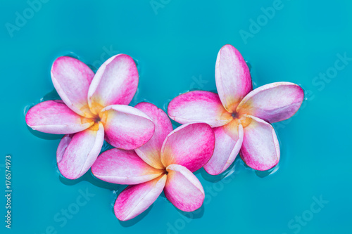 Frangipani Plumeria flower tropical background blue swimming pool