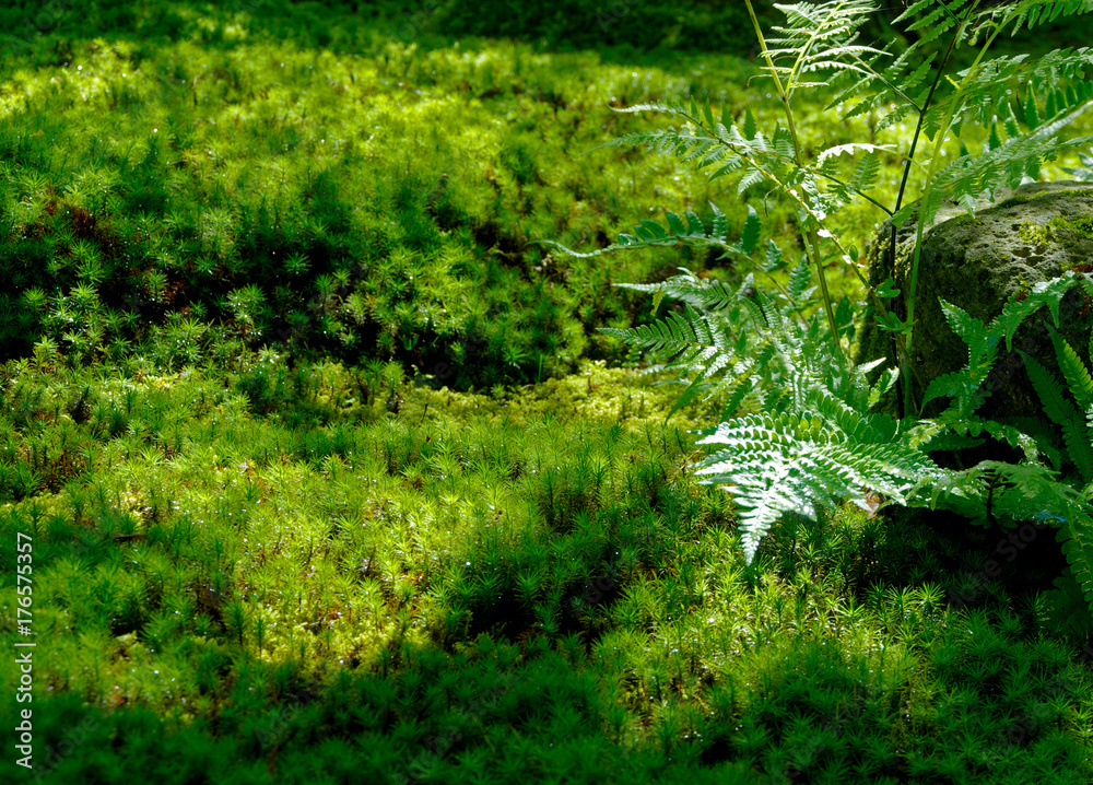 Fototapeta premium Water drops on fresh green grass background.