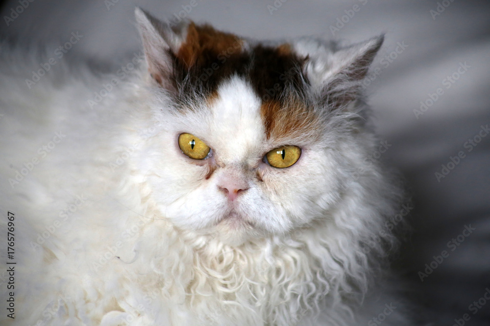 Porträt Selkirk Rex Katze auf weißer Decke