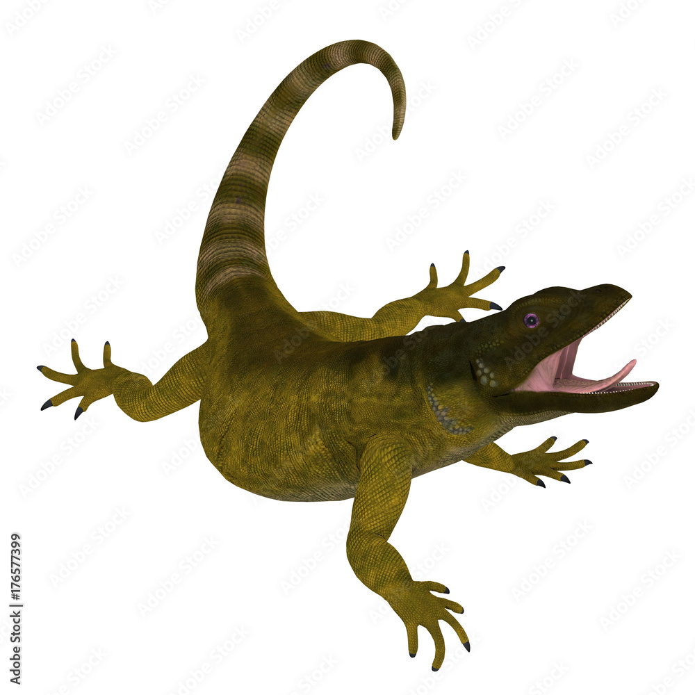 Naklejka premium Chuckwalla Lizard on White - The Chuckwalla is a large lizard found primarily in arid regions of the southern United States and northern Mexico.