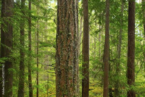 a picture of an Pacific Northwest forest