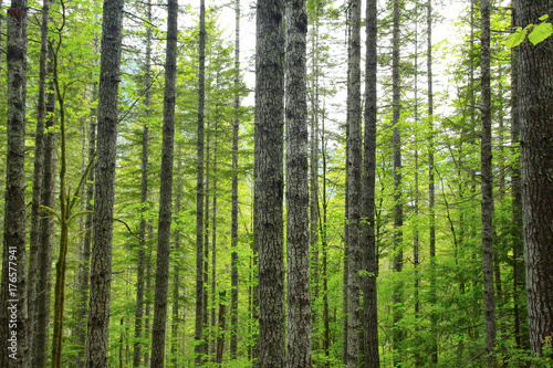 a picture of an Pacific Northwest forest in early summer