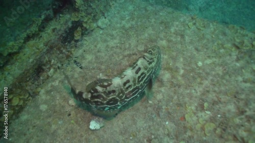 Tropical fish swimming around the USS Spiegel Grove wreck, in the Florida Keys.  photo