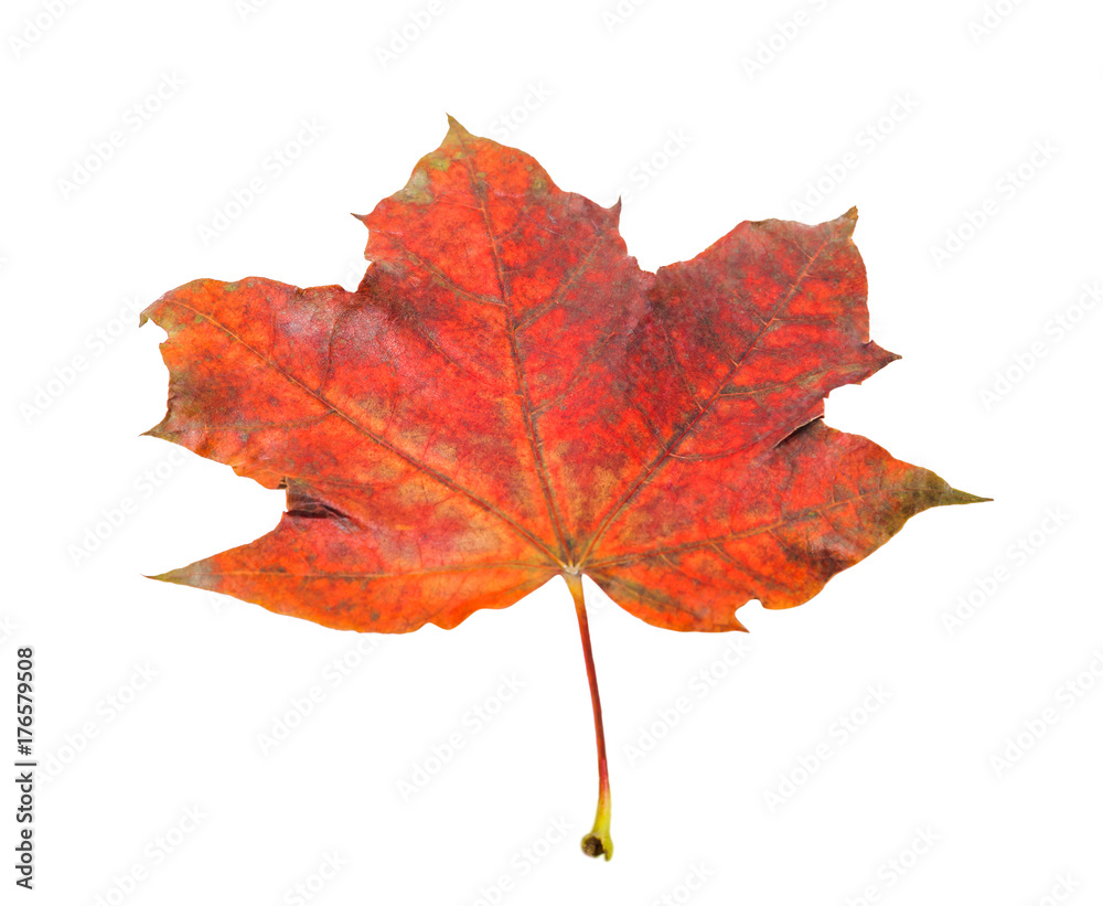 Obraz premium One beautiful red maple leaf