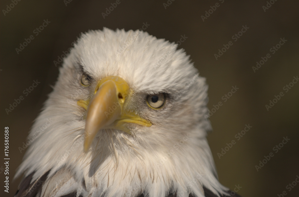 Mature adult Bald eagle (Haliaeetus leucocephalus) Mature adult Bald eagle (Haliaeetus leucocephalus)