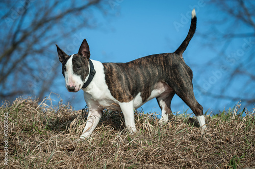 Xena, die Bullterrierhündin photo