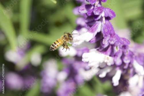Honey bee gathering pollen on purple Mexican sage flowers