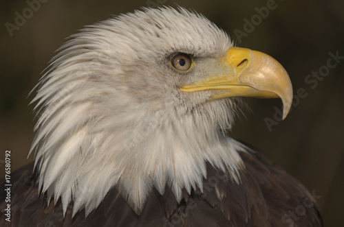 Mature adult Bald eagle (Haliaeetus leucocephalus)