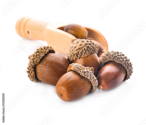acorns on a white background