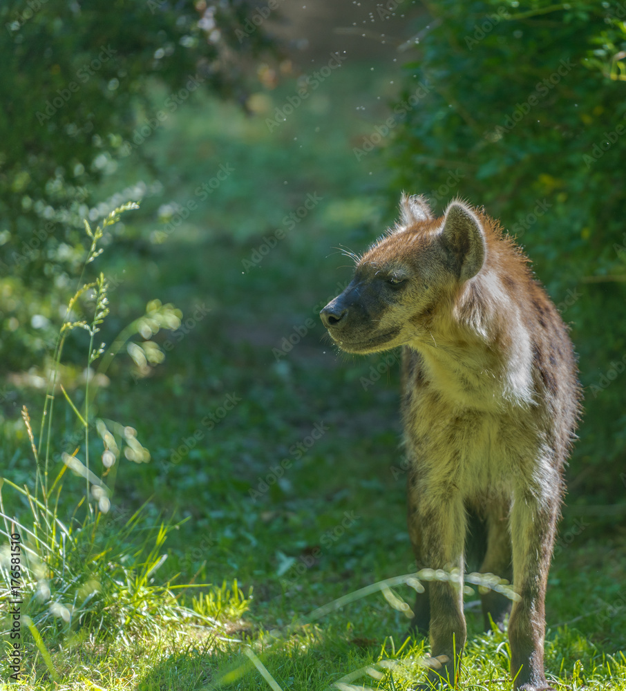 Spotted Hyena in Profile Standing in a Grass Field Spotted Hyena in Profile Standing in a Grass Field
