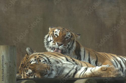 Female Siberian tiger (panthera tigris altaicia) grooming male Siberian tiger © Derek