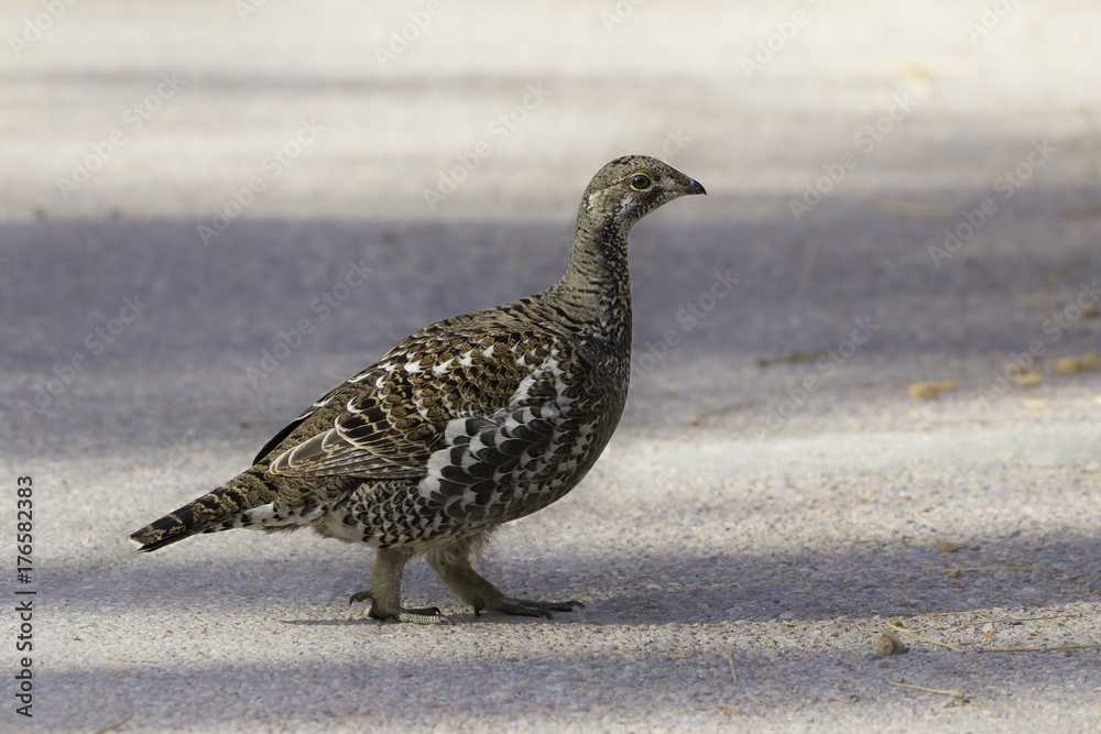 Obraz premium Grouse