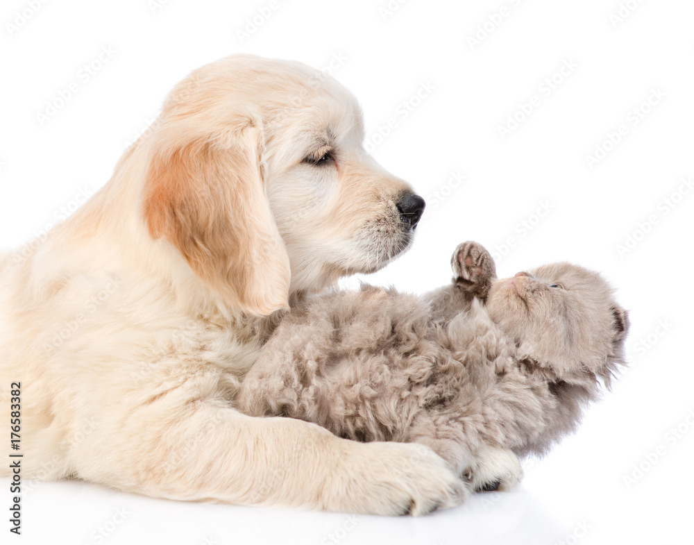 Golden retriever puppy playing with kitten. isolated on white background Golden retriever puppy playing with kitten. isolated on white background
