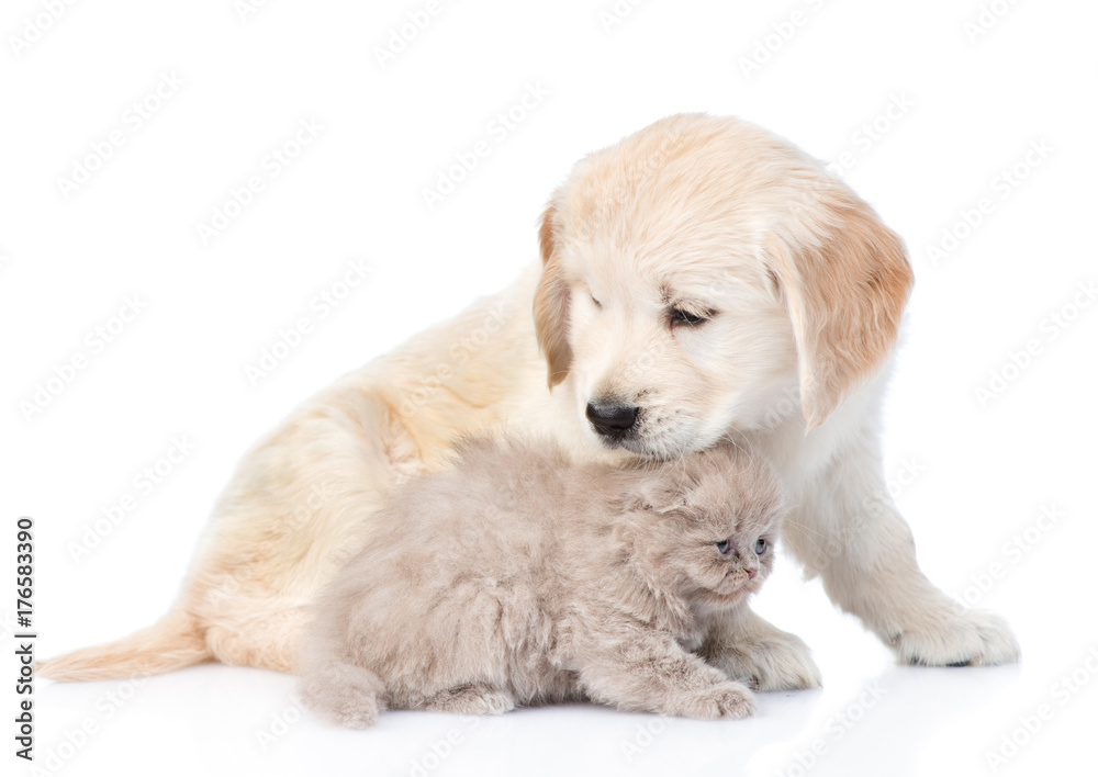 Golden retriever puppy and cute kitten together. isolated on white background Golden retriever puppy and cute kitten together. isolated on white background