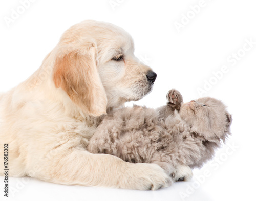 Golden retriever puppy playing with kitten. isolated on white background
