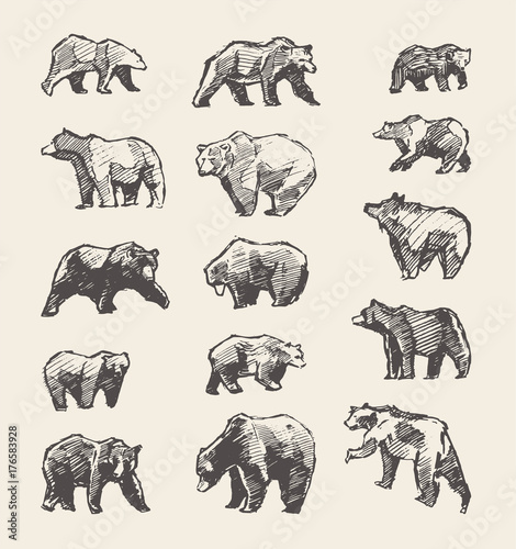 Set drawn wild beers, vector illustration, sketch