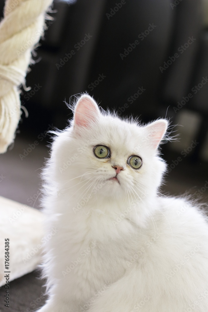 かわいいニャンコ　子猫