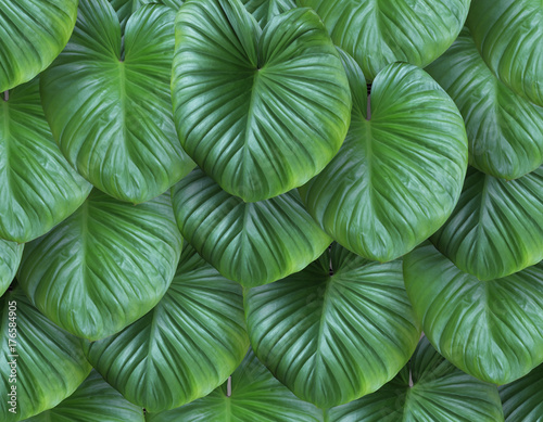 Tropical green leaves pattern Fresh and real nature Abstract background